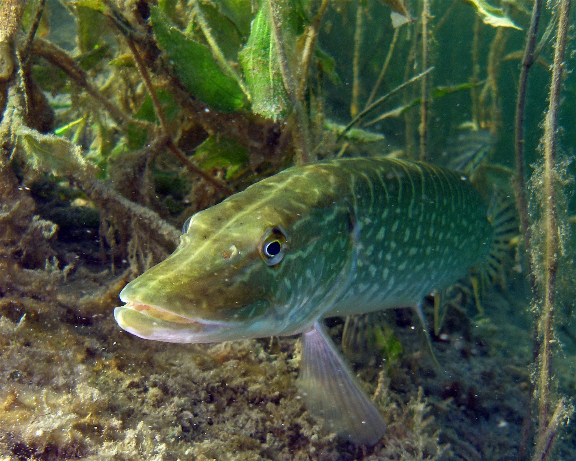 SCUBADIVING Wiener Neustadt, 2700 Wiener Neustadt
