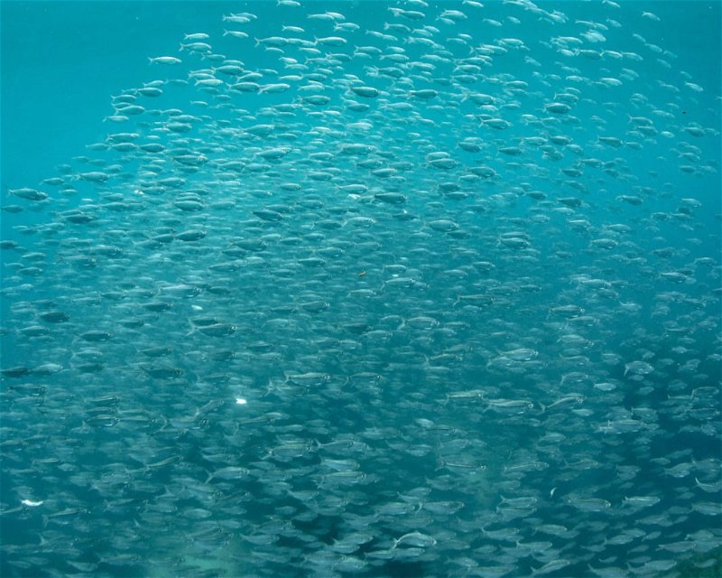Divesite Image