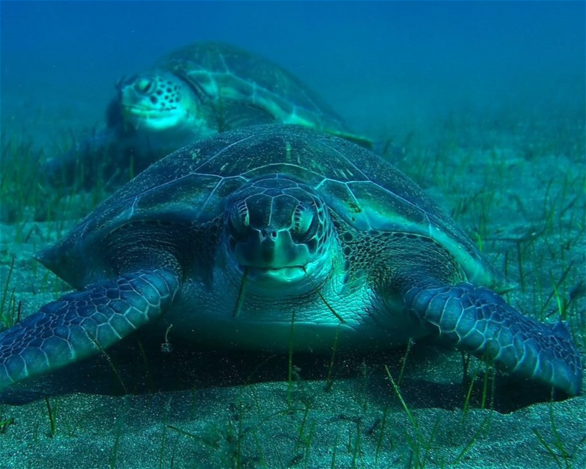 TENERIFE DIVING ACADEMY, 38588 Abades