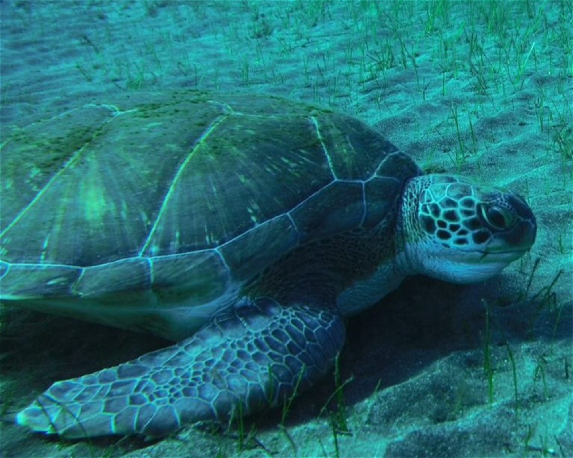 TENERIFE DIVING ACADEMY, 38588 Abades