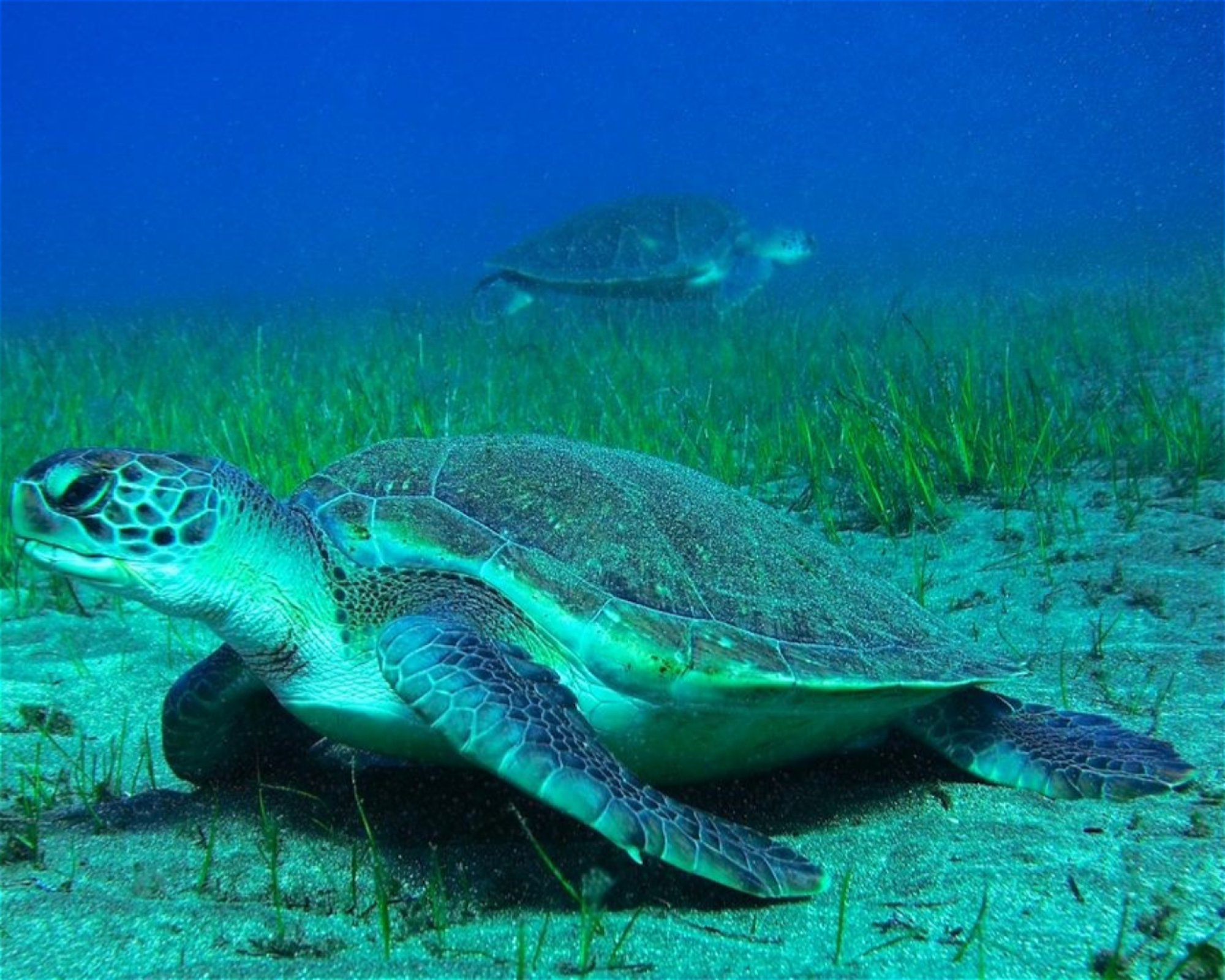 TENERIFE DIVING ACADEMY, 38588 Abades