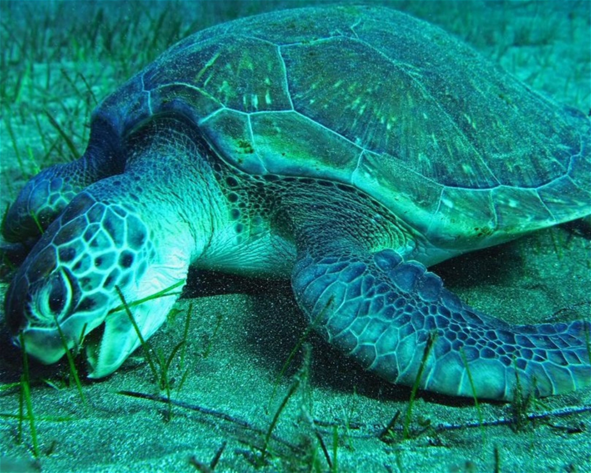 TENERIFE DIVING ACADEMY, 38588 Abades