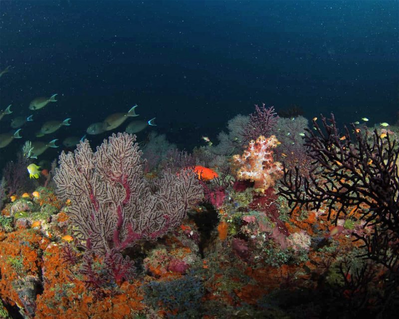 Divesite Image