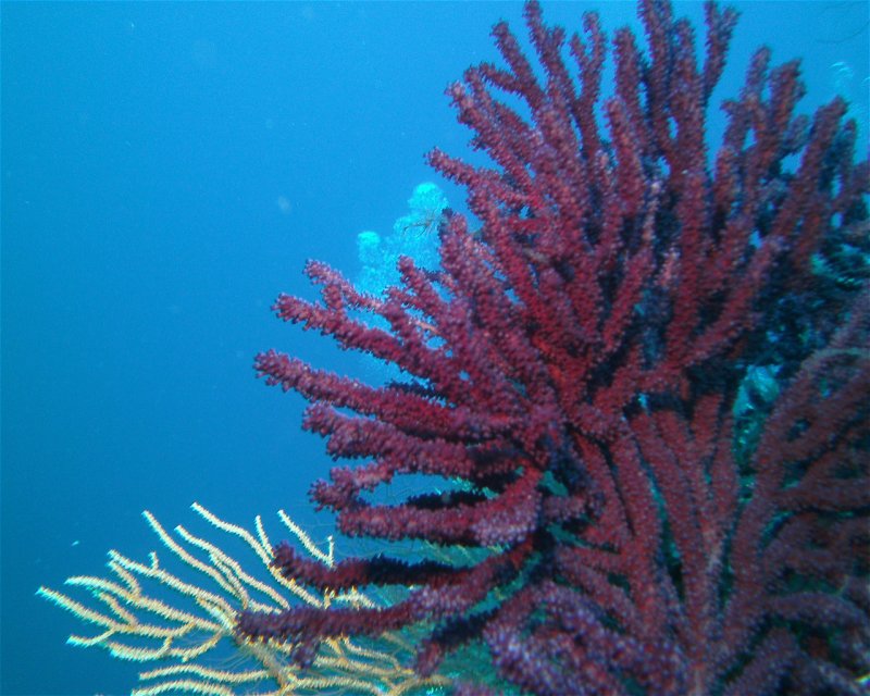 Divesite Image