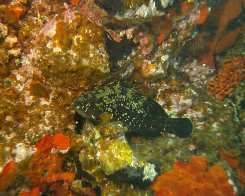 Divesite Image
