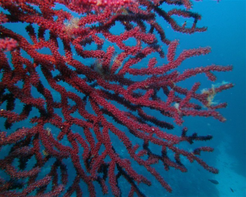Divesite Image