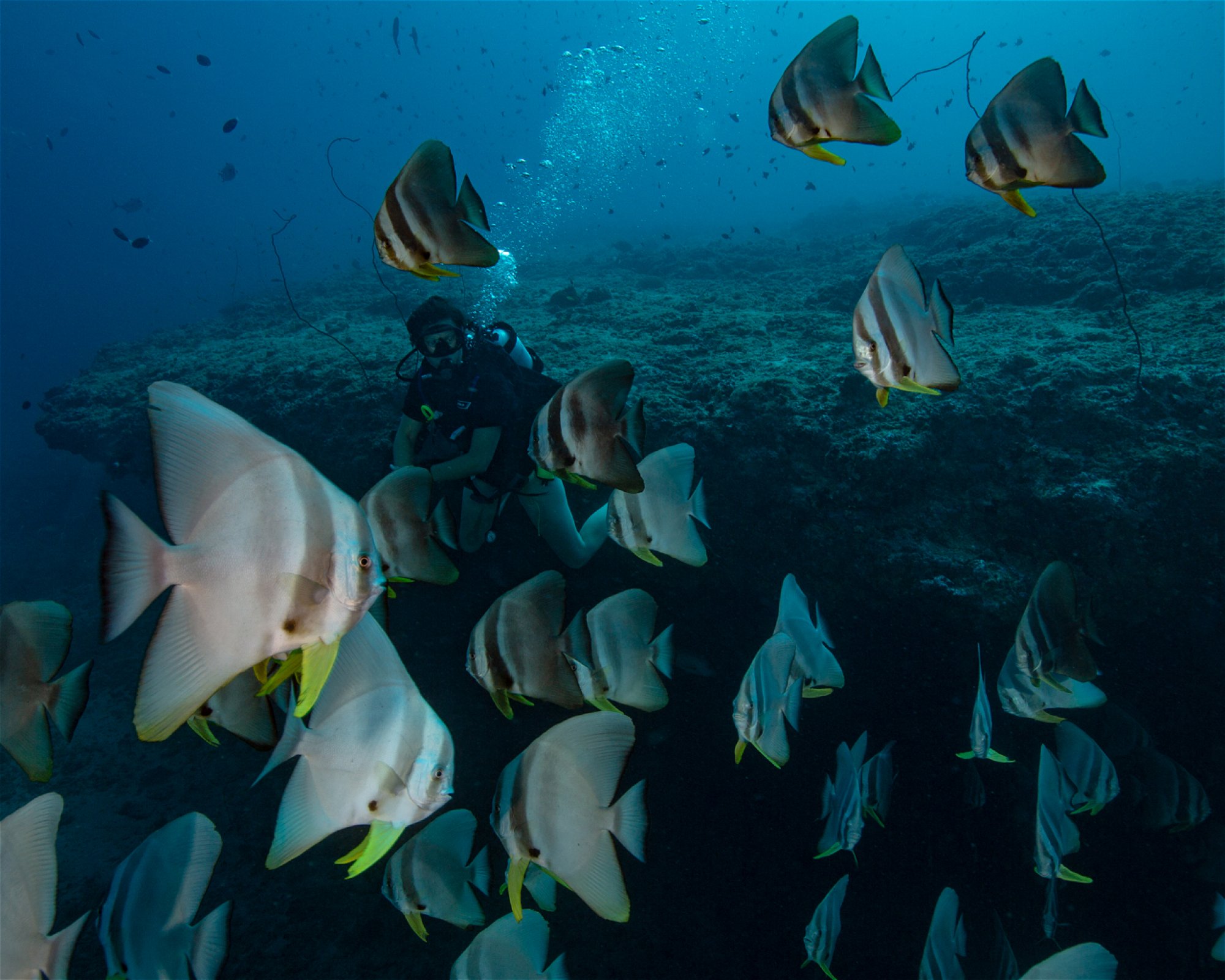 Sub Oceanic at Hilton Maldives Amingiri, 20188 North Male Atoll