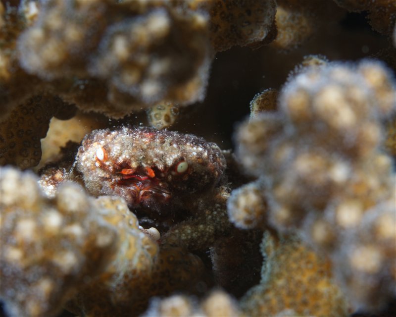Divesite Image