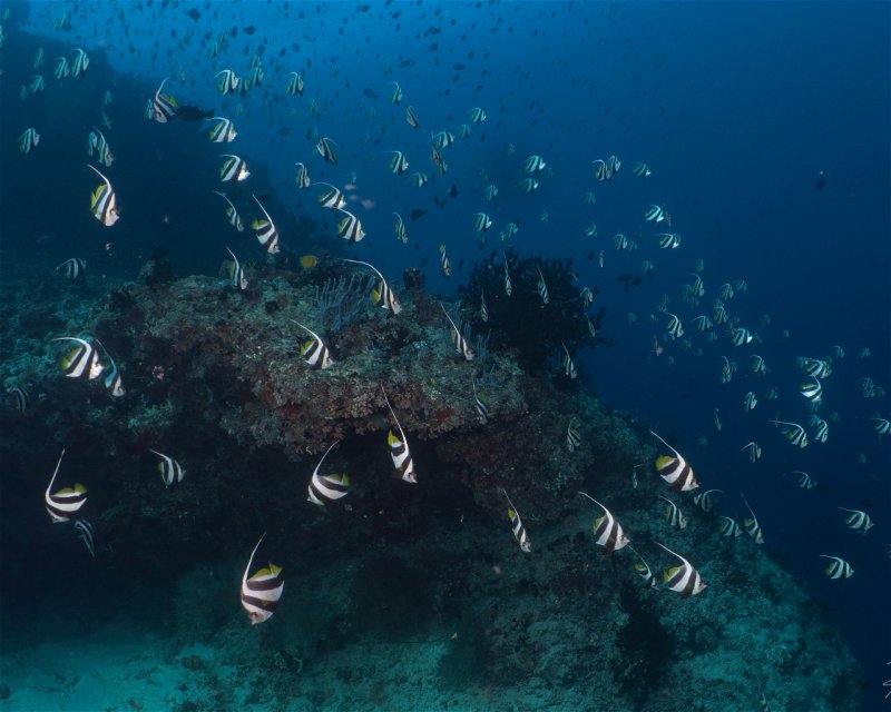 Divesite Image