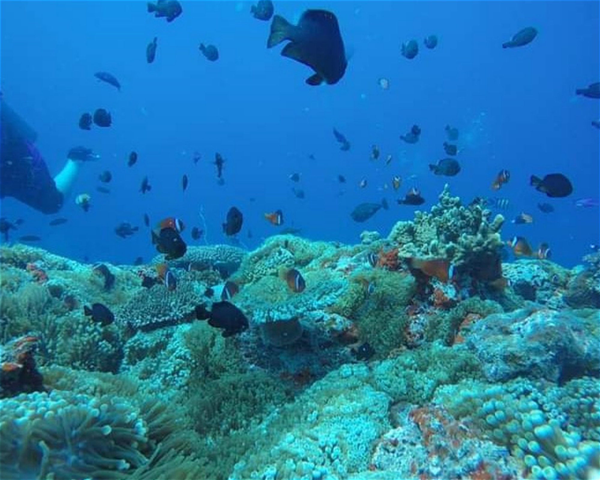 WHITETIP MARINE ADVENTURES PTE LTD, 0000 Nadi