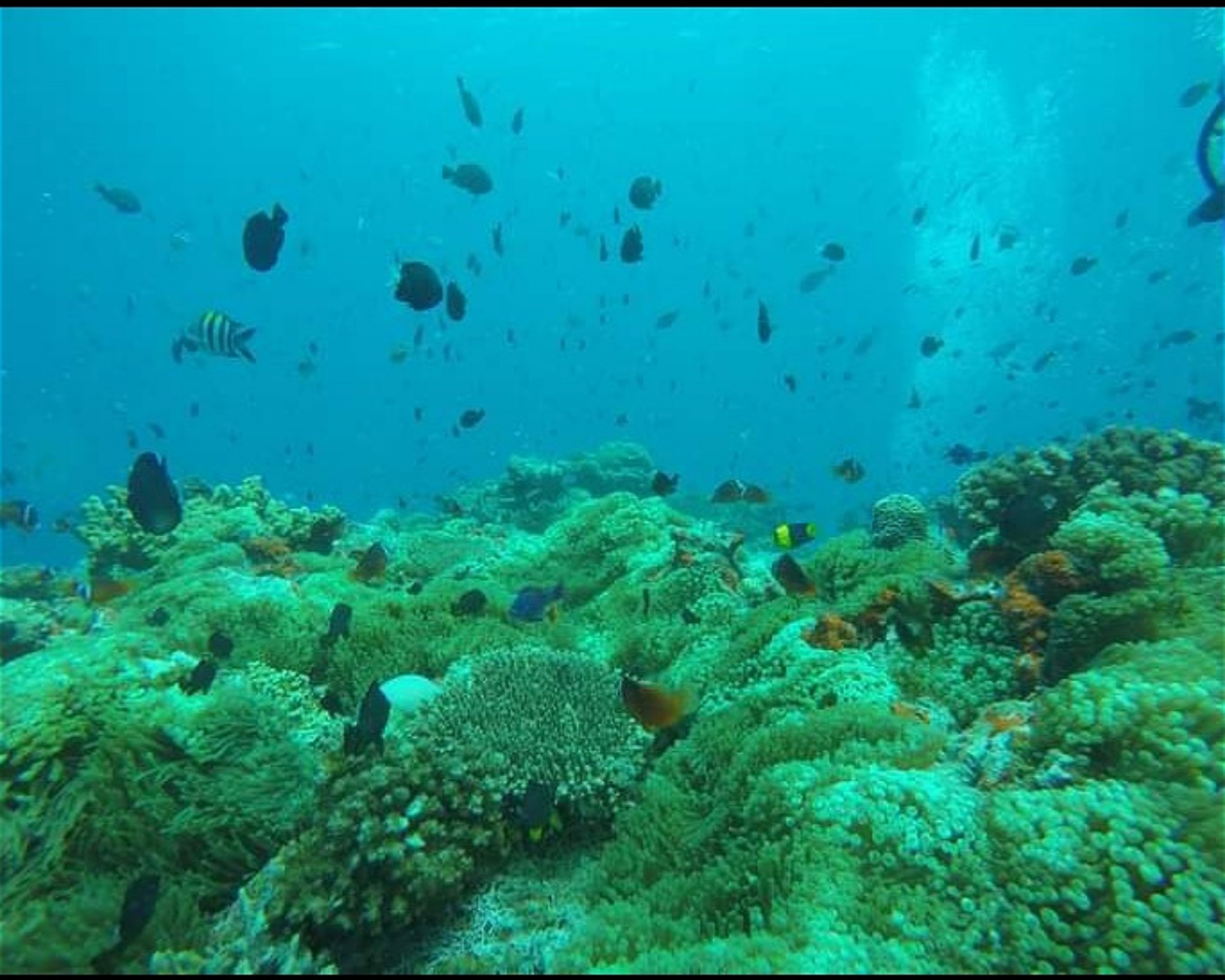 WHITETIP MARINE ADVENTURES PTE LTD, 0000 Nadi