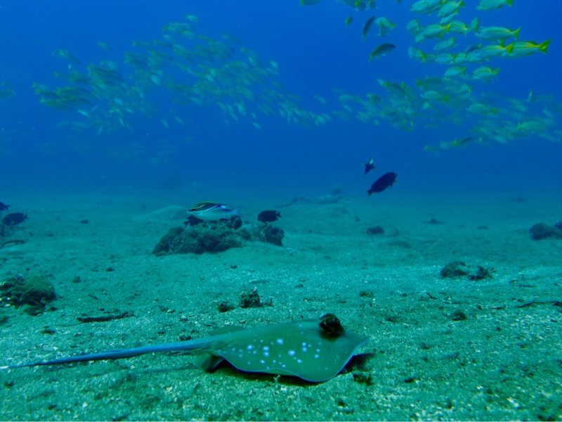 Divesite Image