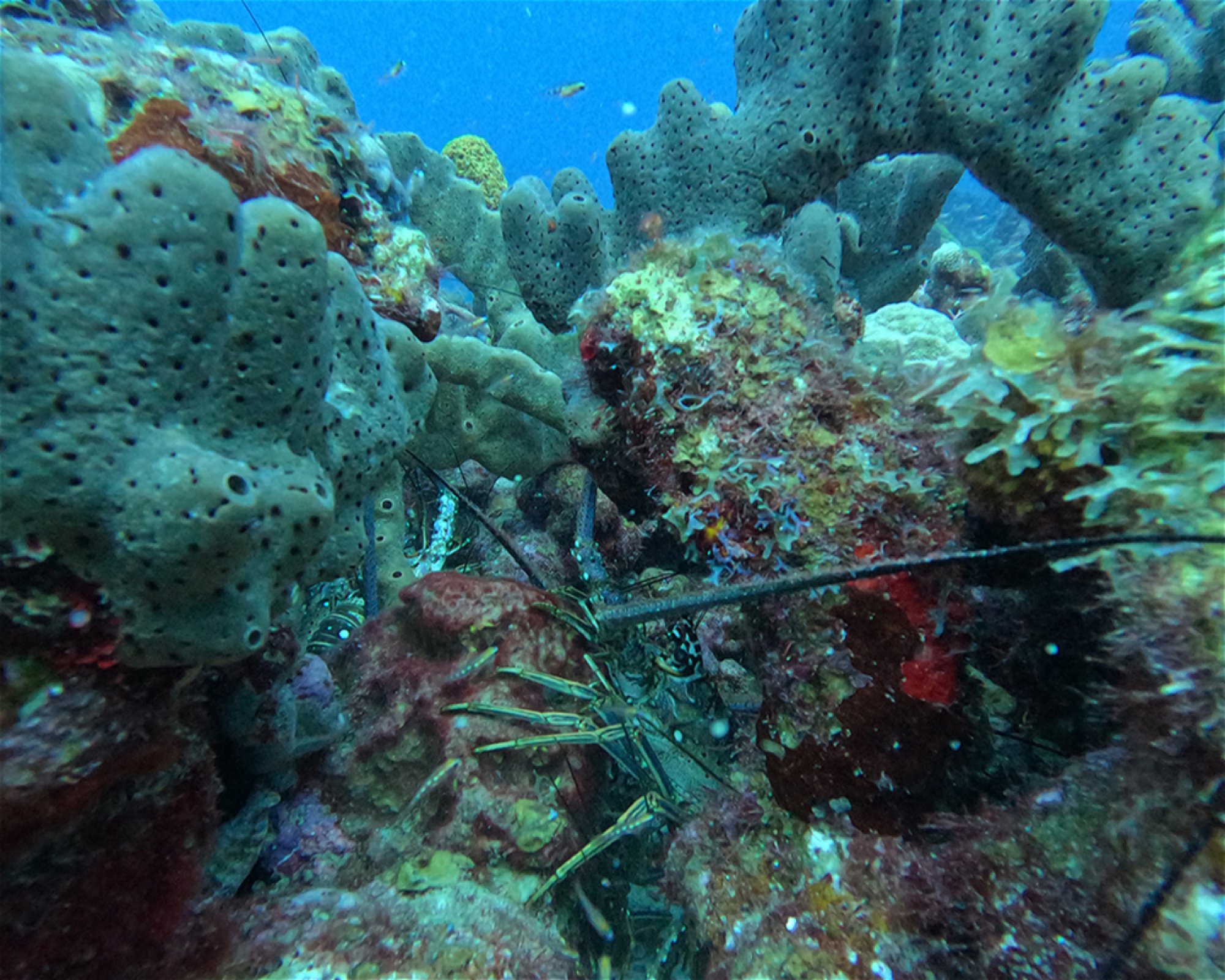 SEACRETDIVE, 97117 PORT-LOUIS