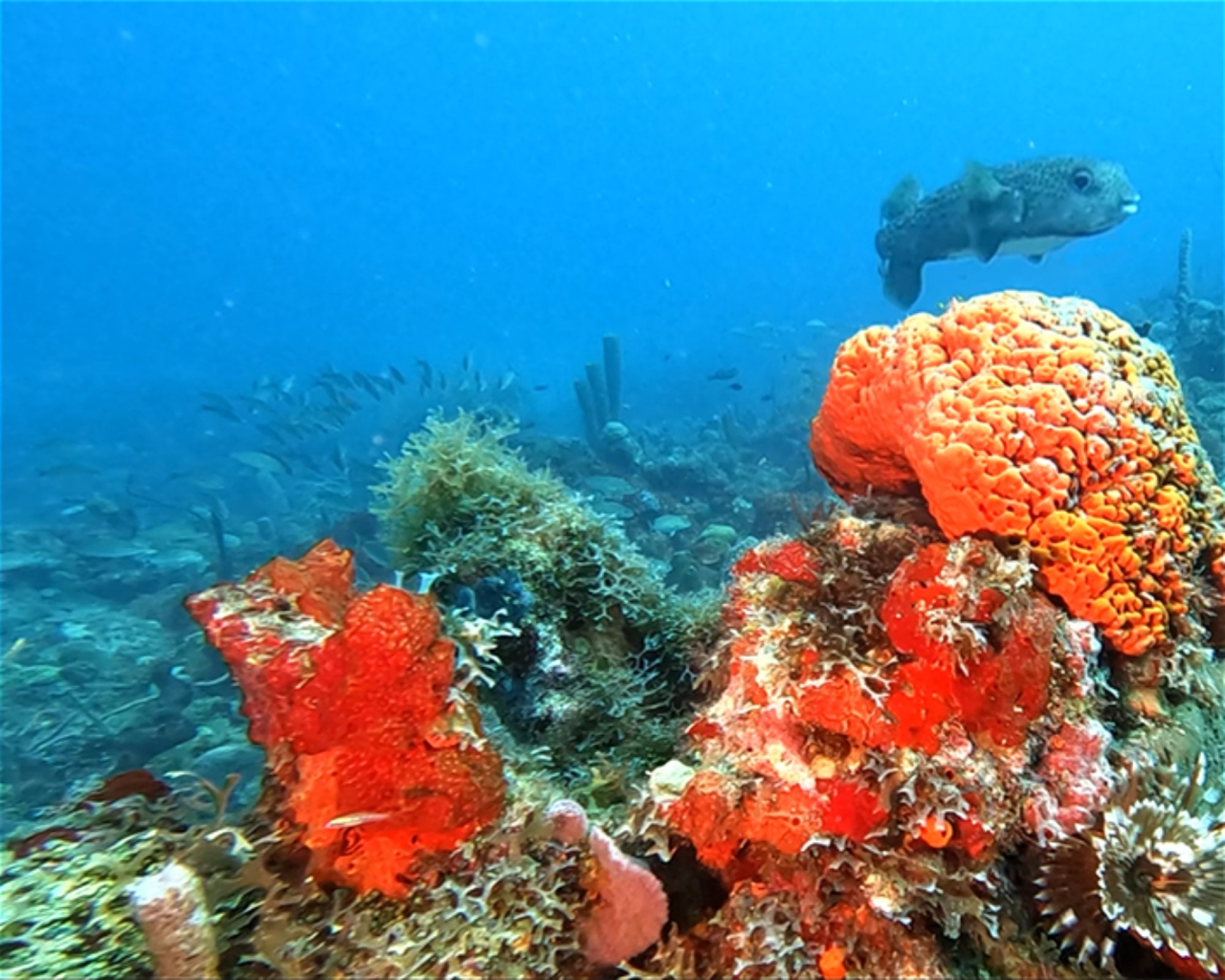 SEACRETDIVE, 97117 PORT-LOUIS