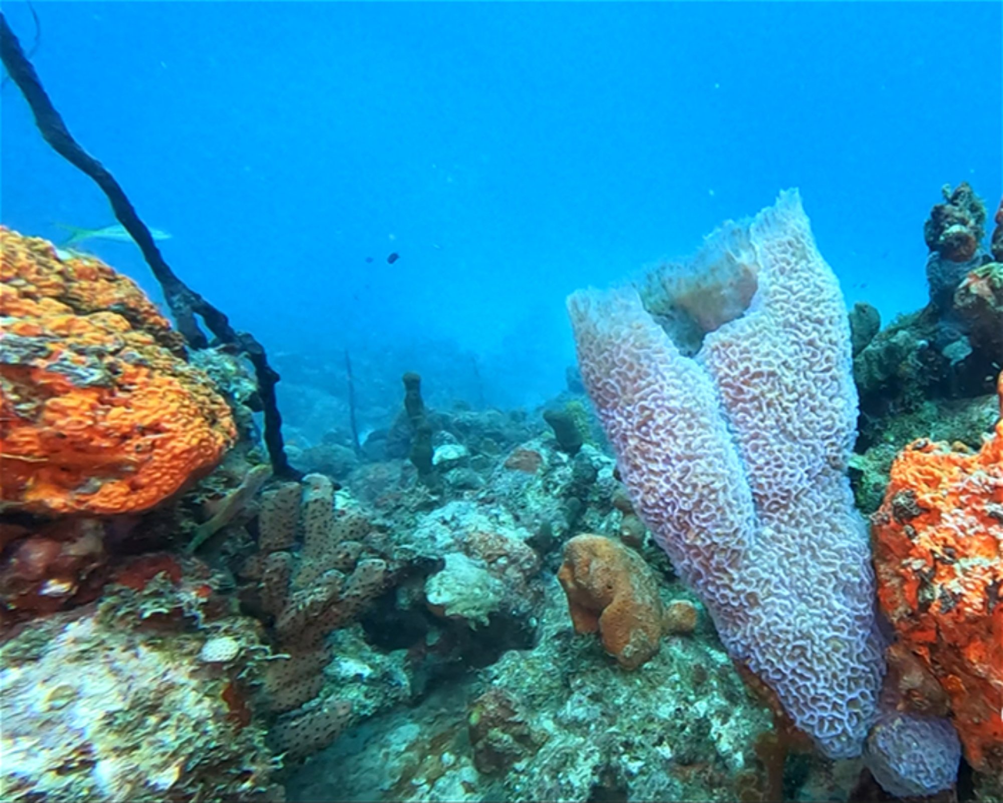 SEACRETDIVE, 97117 PORT-LOUIS