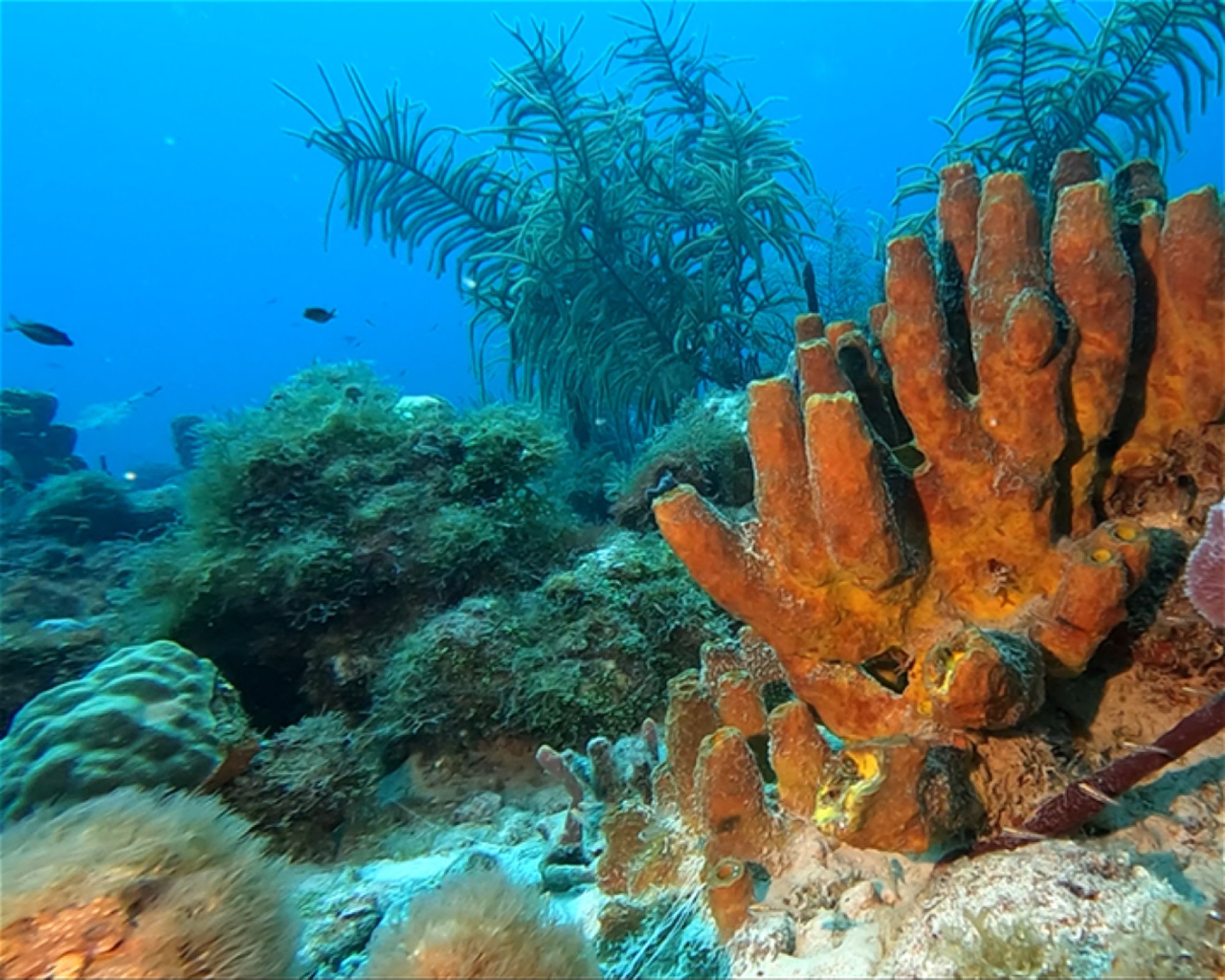 SEACRETDIVE, 97117 PORT-LOUIS