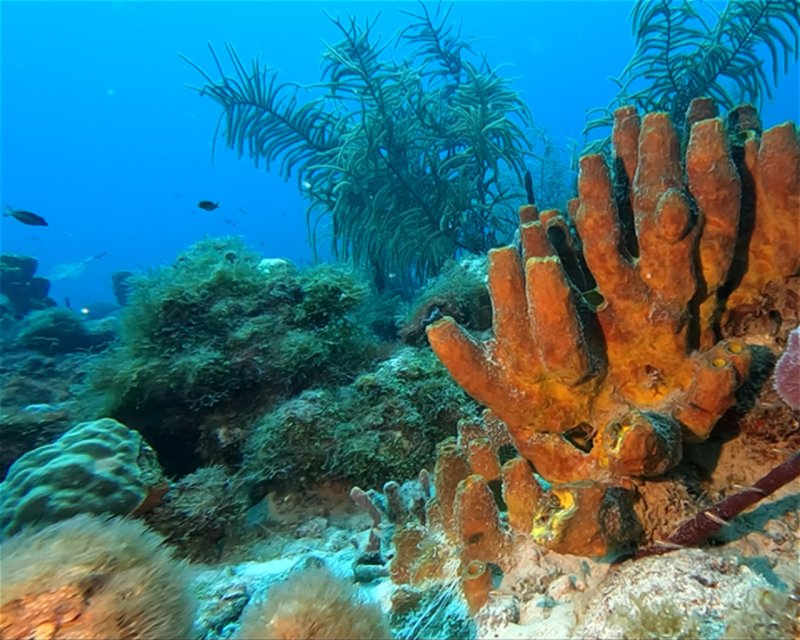 Divesite Image