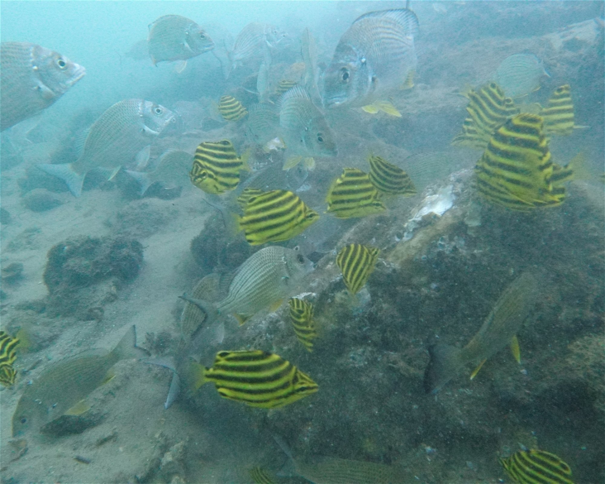 SCUBA HAVEN, 2444 PORT MACQUARIE