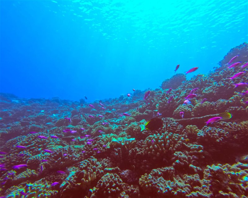 Divesite Image