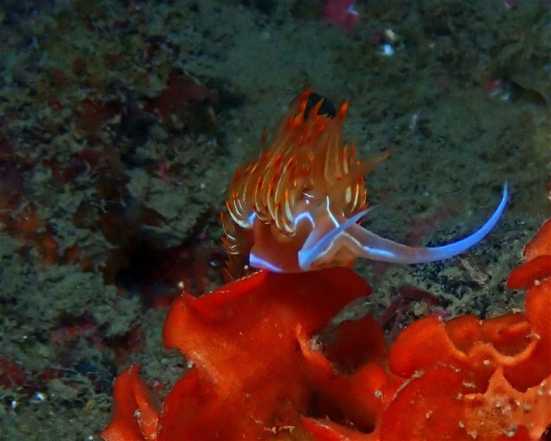Divesite Image