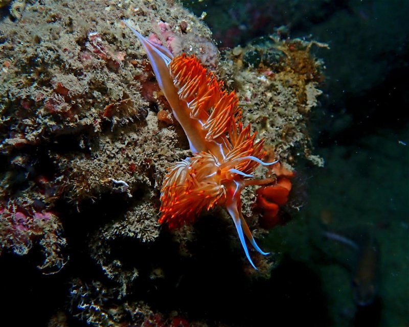 Divesite Image