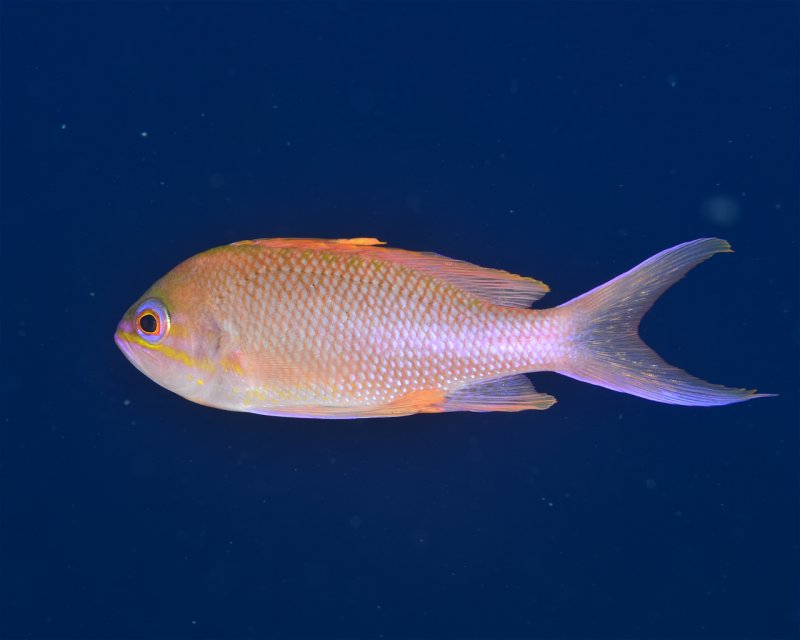 Divesite Image