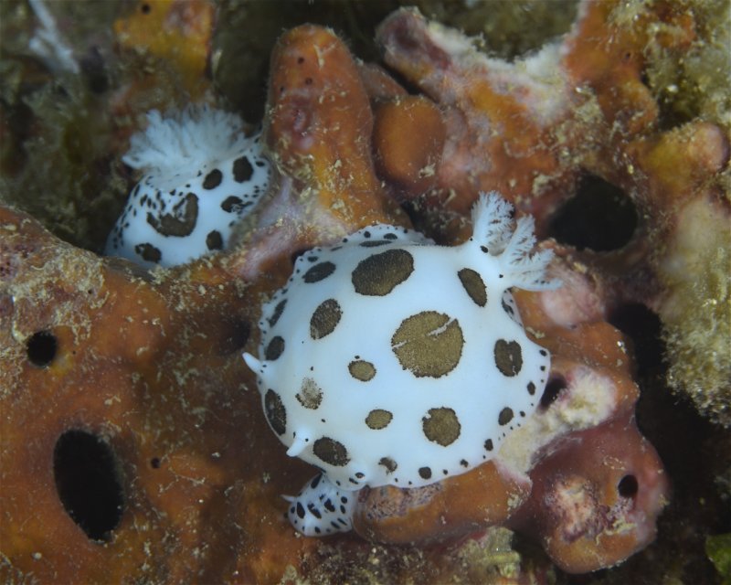 Divesite Image