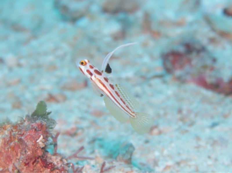 Divesite Image