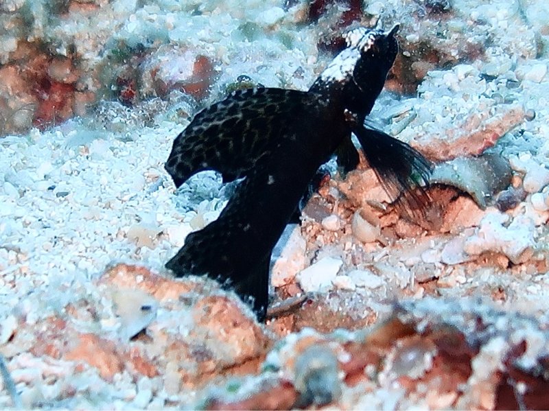 Divesite Image