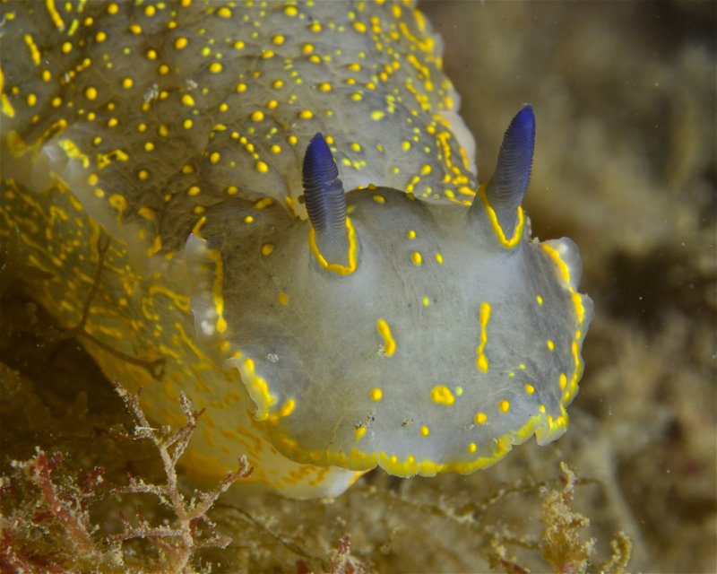 Divesite Image