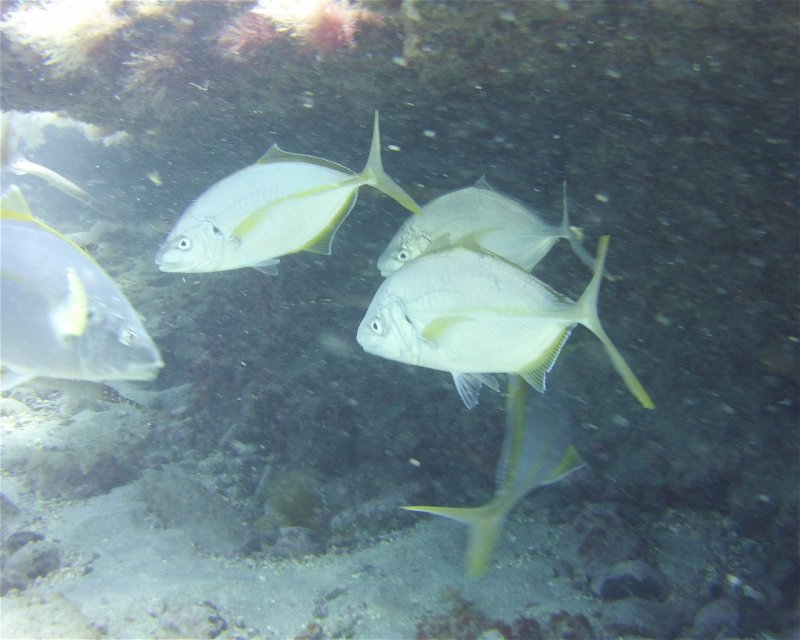 Divesite Image