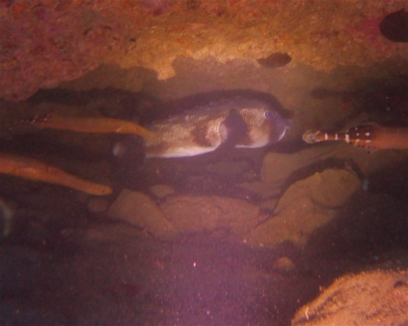 Divesite Image