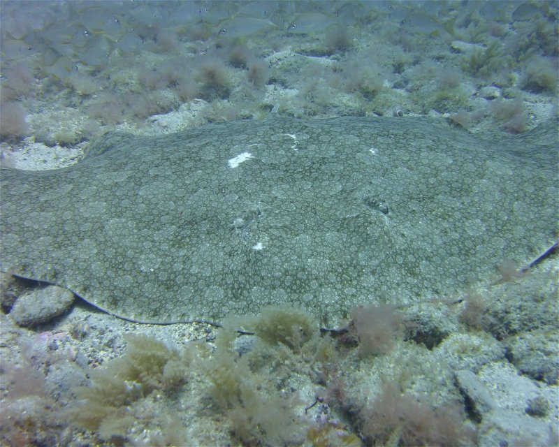 Divesite Image