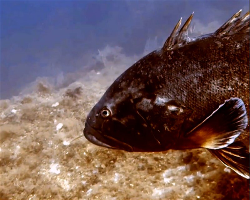 Divesite Image
