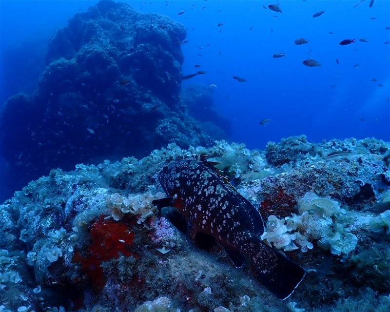 Divesite Image