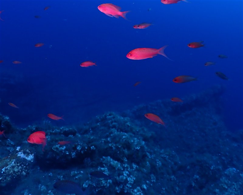 Divesite Image