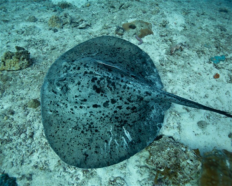 Divesite Image