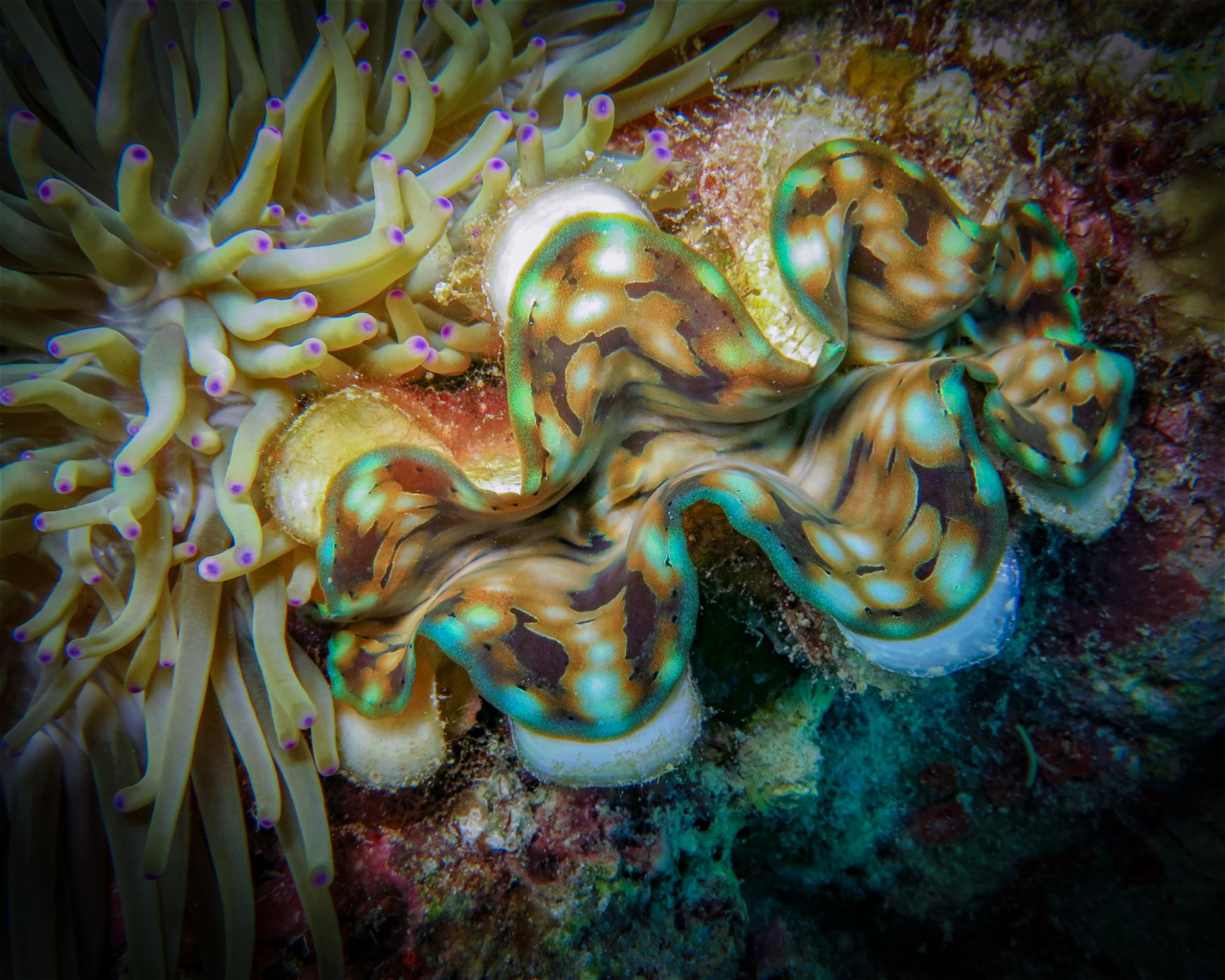 Atlas Divers-Philippines Inc., 6013 Daanbantayan