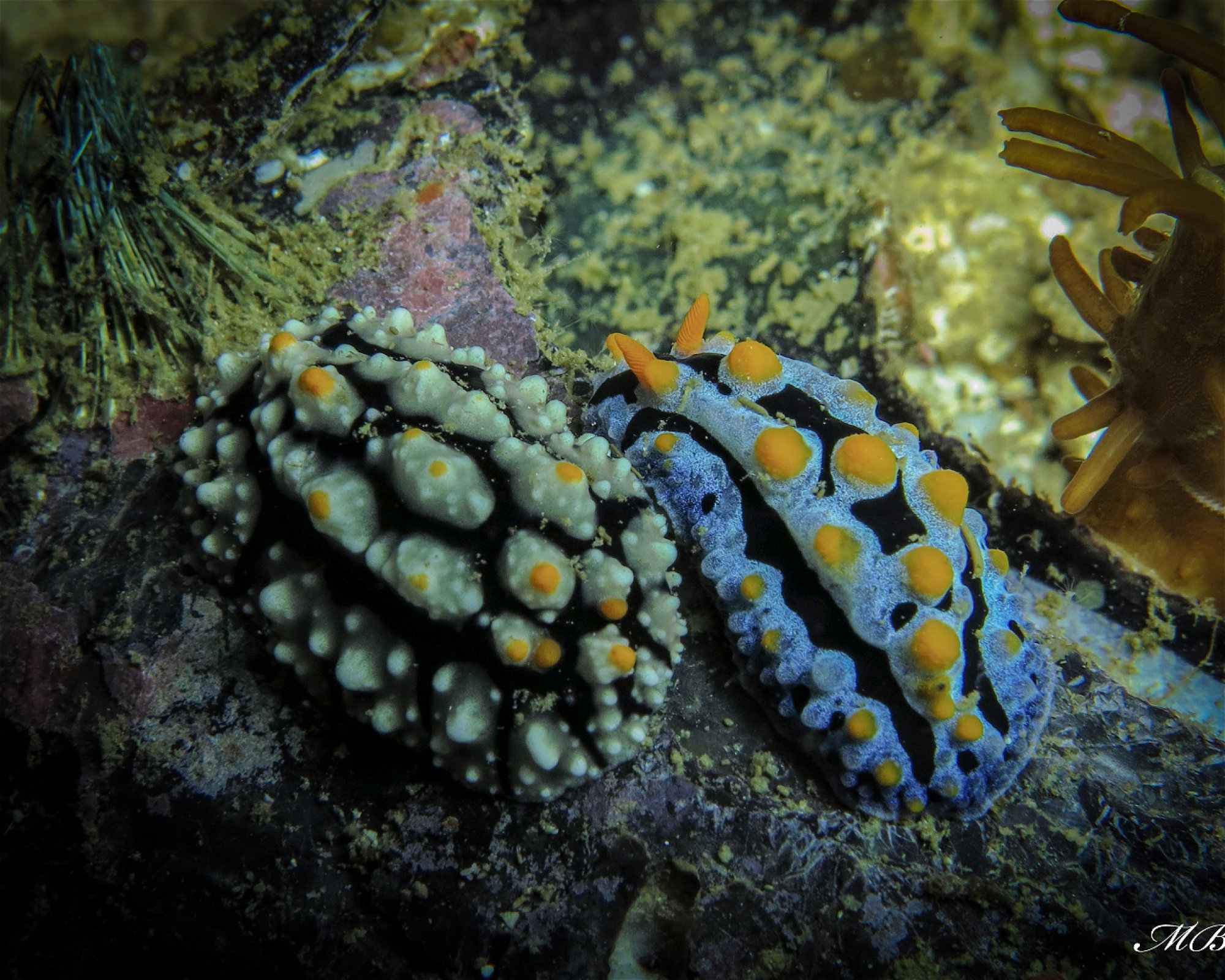Atlas Divers-Philippines Inc., 6013 Daanbantayan