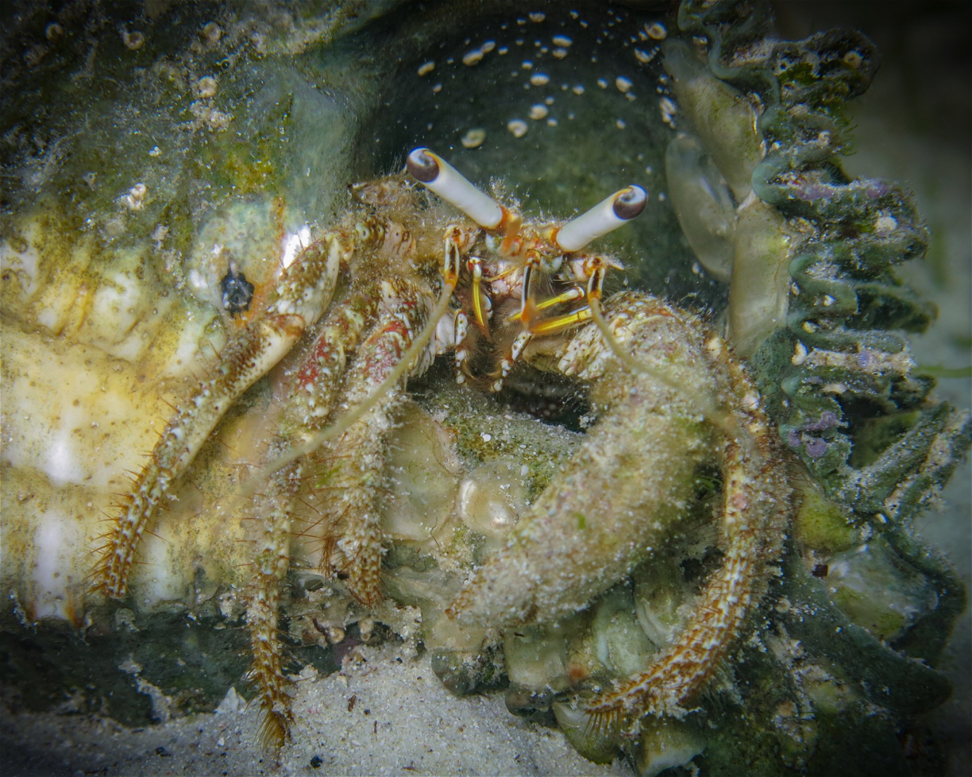Atlas Divers-Philippines Inc., 6013 Daanbantayan