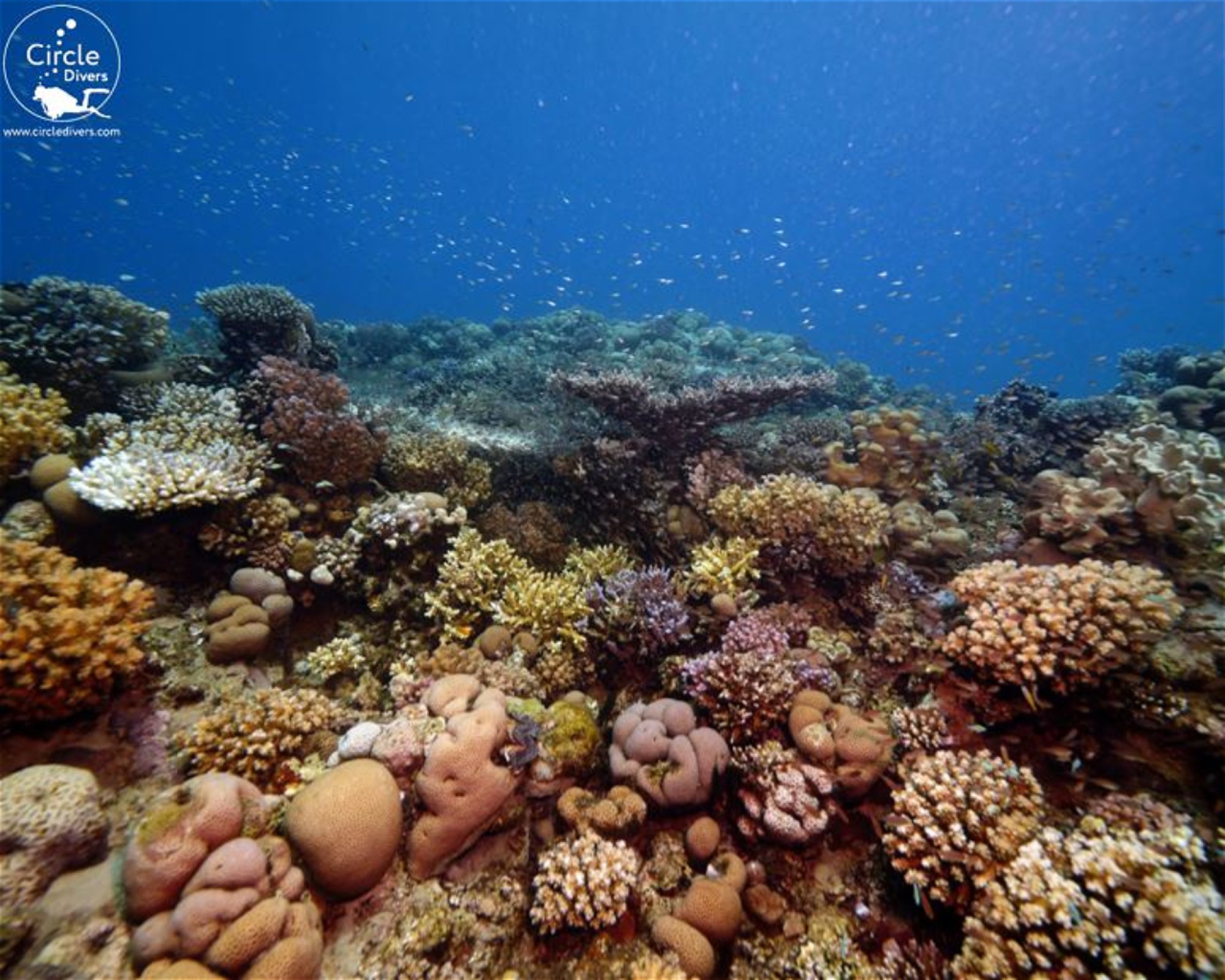 Circle Divers, Sharm El Sheikh