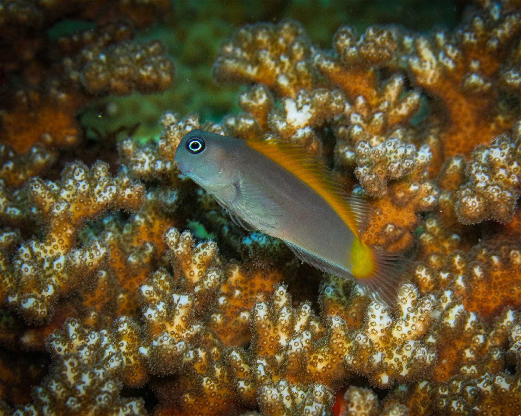 Atlas Divers-Philippines Inc., 6013 Daanbantayan