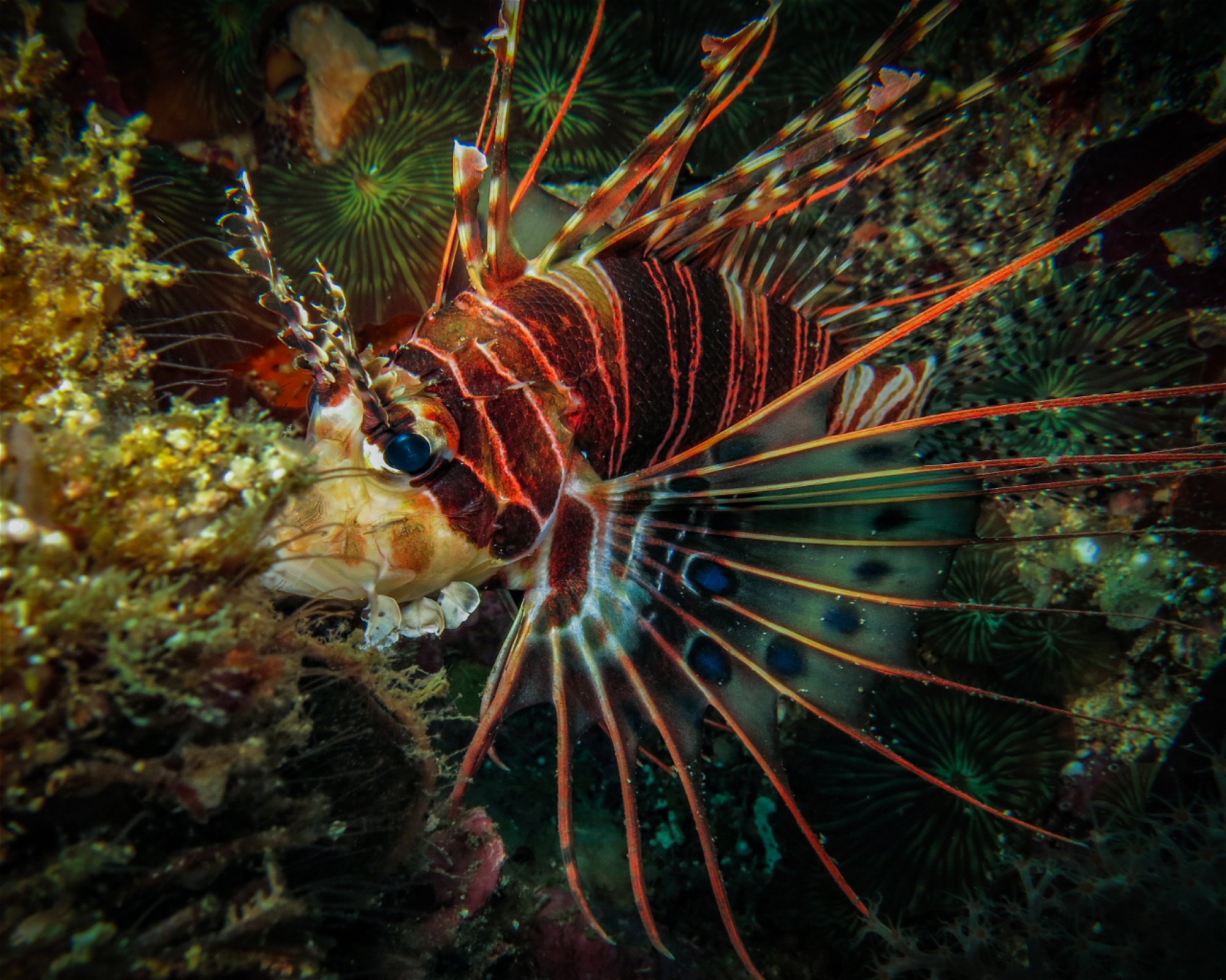 Atlas Divers-Philippines Inc., 6013 Daanbantayan
