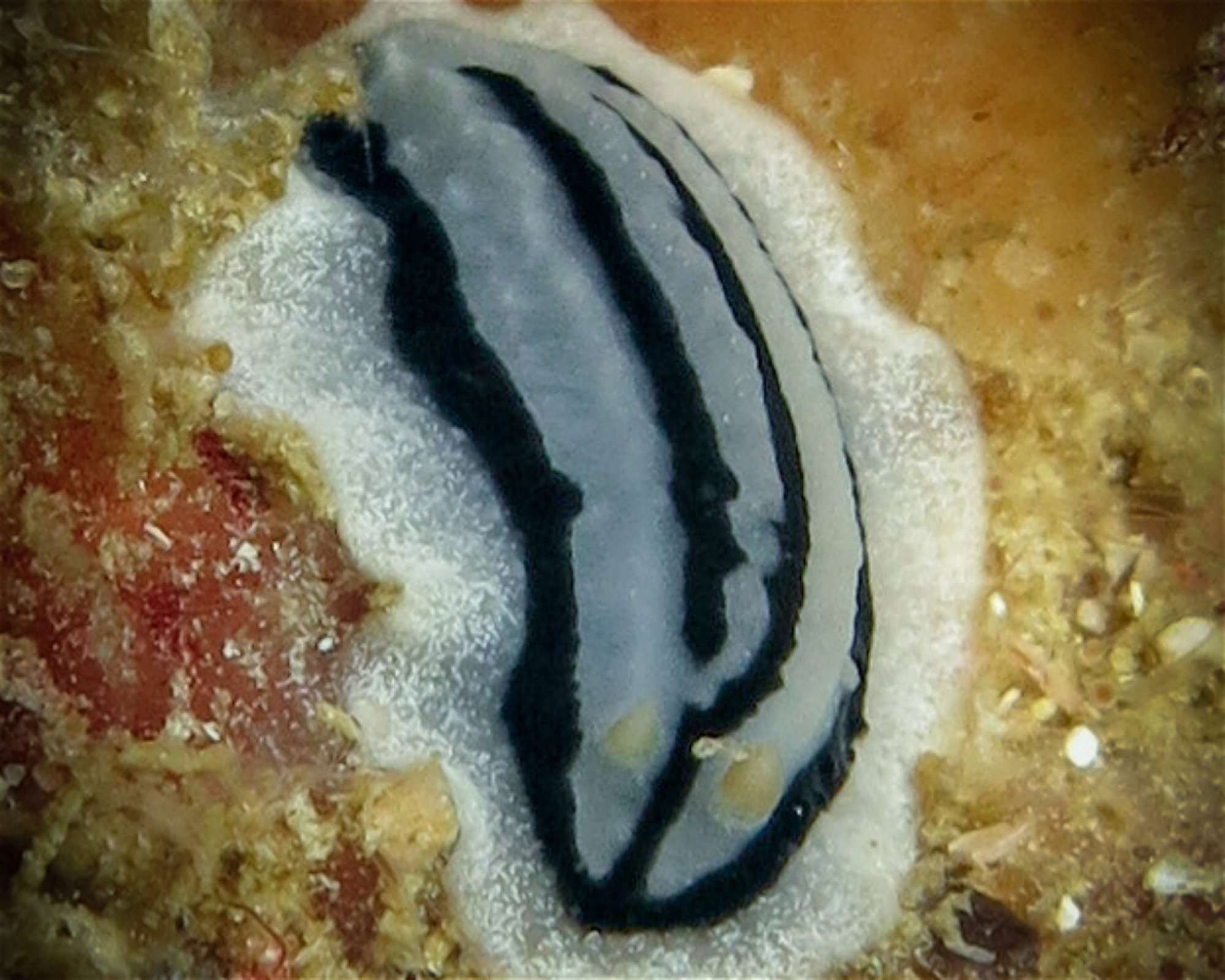 Atlas Divers-Philippines Inc., 6013 Daanbantayan