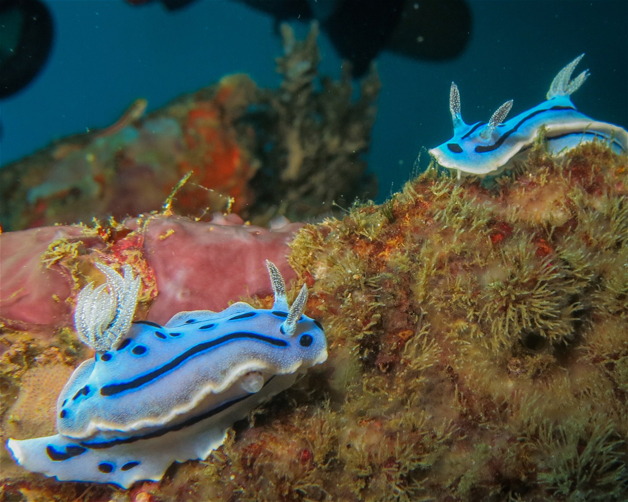 Atlas Divers-Philippines Inc., 6013 Daanbantayan