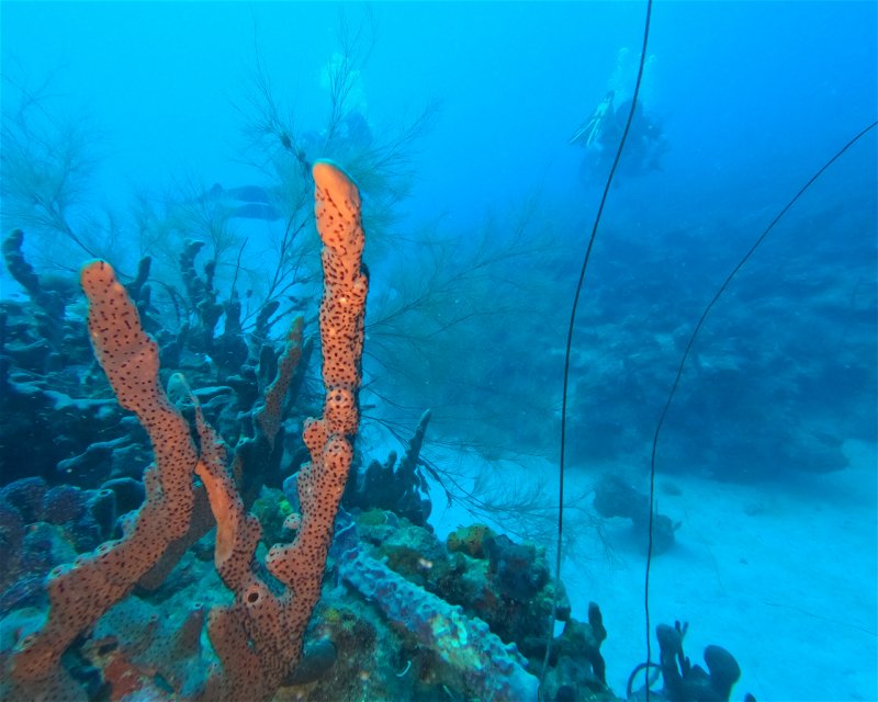 Divesite Image