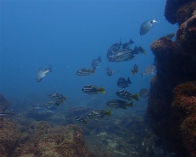 Dourada Wall <span class="text-color-primary text-sm"> (★3.8)</span>
