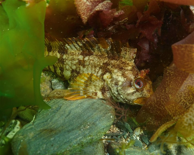 Divesite Image