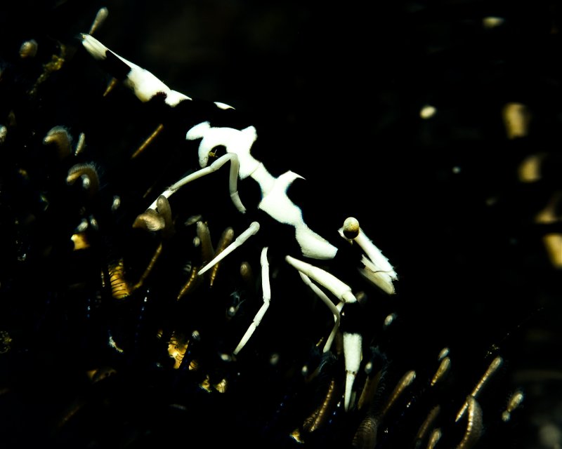 Divesite Image