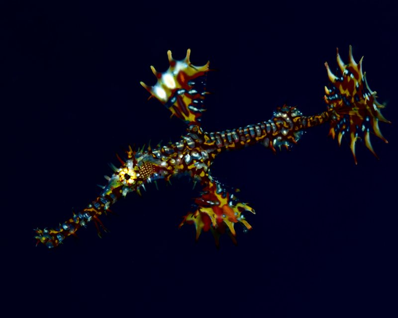 Divesite Image